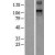Western Blot: TLR9 Lysate [NBL1-16957] - Western Blot experiments. 
Left-Control; Right -Over-expression Lysate for TLR9